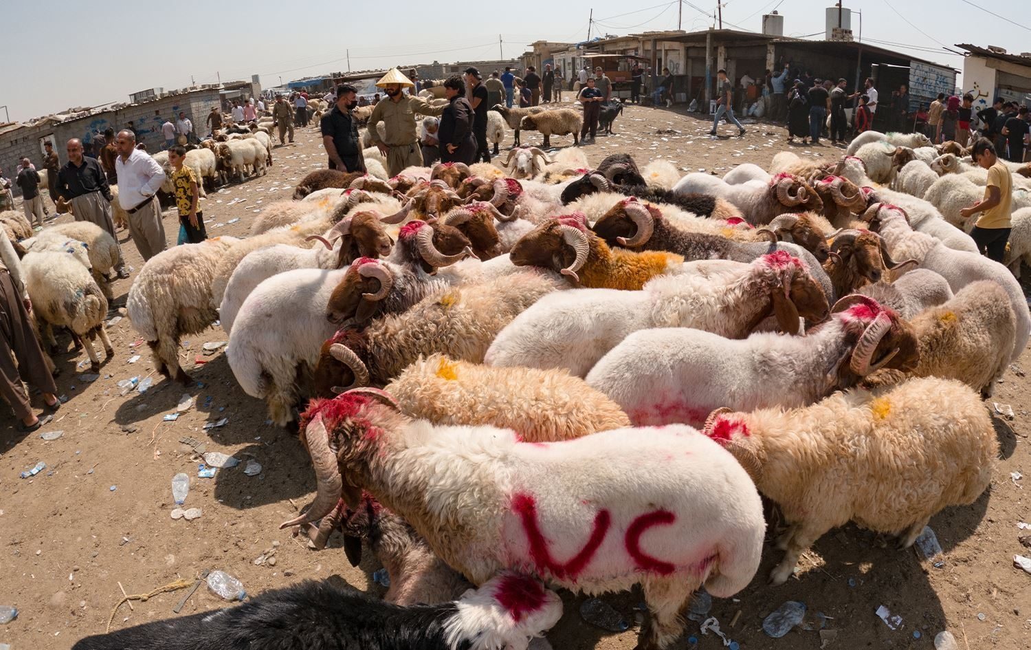 من يذبح من؟… أسعار المواشي تذبح فرحة العيد في العراق